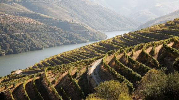 “Salvem os viticultores do Douro". Petição que alerta para crise no escoamento da uva entregue no Parlamento