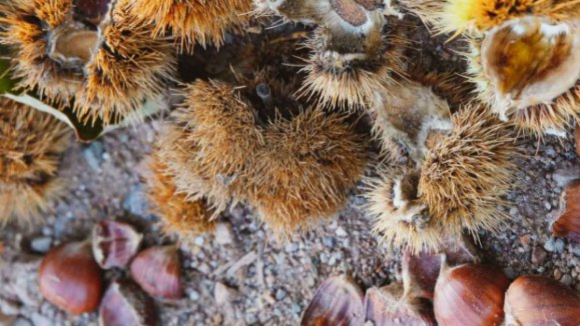 Produtores de castanha queixam-se da quebra de produção em Valpaços