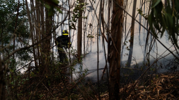 PJ deteve septuagenário que terá provocado incêndio florestal em Lousada