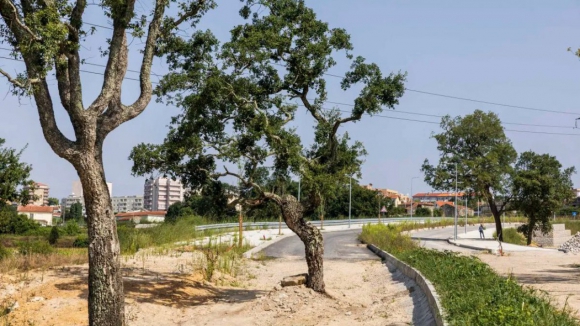 Gondomar corta sobreiros que impedem abertura de nova estrada há três anos