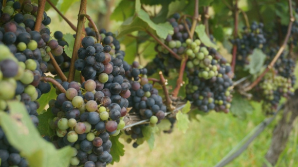 Candidato à Casa do Douro Sérgio Soares quer medidas para evitar uvas por vindimar