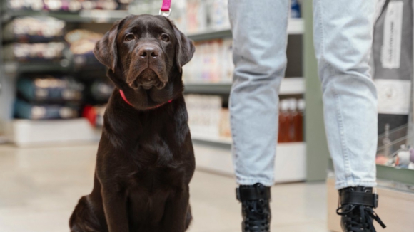 Shopping em Matosinhos já possui carrinhos de compras para transportar os cães com “segurança e conforto”