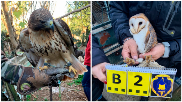 GNR resgata falcões, corujas e águias protegidas em Matosinhos e Gaia