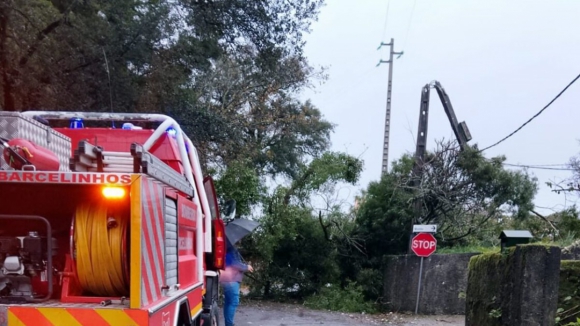 Queda de árvore derruba postes elétricos em Barcelos