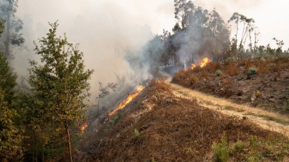 Município de Albergaria-a-Velha vai intervir nas zonas afetadas pelos incêndios