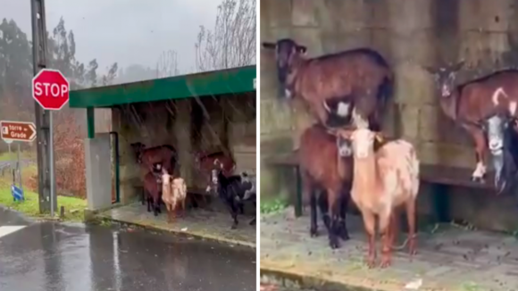 Cabras abrigam-se da chuva em paragem de autocarro no Minho