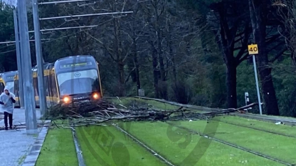 Queda de árvore corta circulação do metro do Porto em Matosinhos