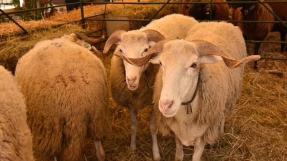 C&acirc;mara de Oliveira do Hospital apoia vigil&acirc;ncia sanit&aacute;ria em explora&ccedil;&otilde;es com ovinos