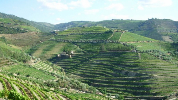 Casa do Douro d&aacute; "grito de alerta" e reclama medidas para viticultores em crise