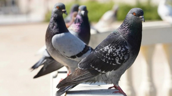 Diferentes faces dos pombos com destinos cruzados na cidade do Porto