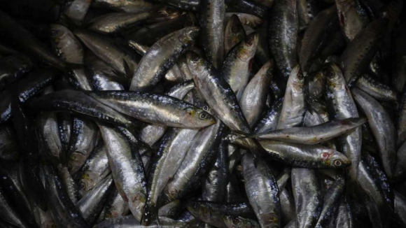 Tr&ecirc;s irregularidades detetadas em opera&ccedil;&atilde;o de fiscaliza&ccedil;&atilde;o &agrave; pesca da sardinha em Matosinhos