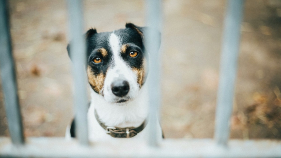 Animais resgatados do Canil de Foz Côa a recuperar e estabilizados, avança IRA