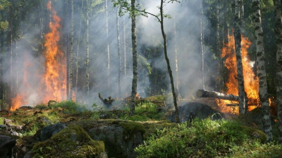 Bombeiros profissionais alertam para falta de limpeza dos matos