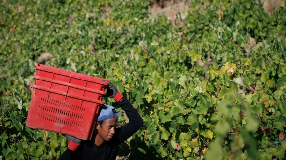 Governo apoia viticultores do Douro que entreguem uvas para destila&ccedil;&atilde;o e reduzam produ&ccedil;&atilde;o