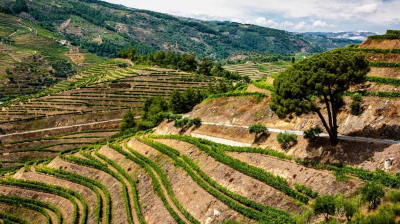 Viticultores do Douro viajam at&eacute; Lisboa para pedir medidas urgentes ao Governo
