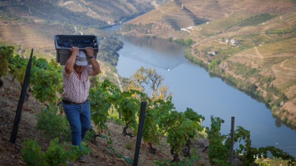 Produ&ccedil;&atilde;o de vinho no Douro poder&aacute; diminuir 20% nesta vindima