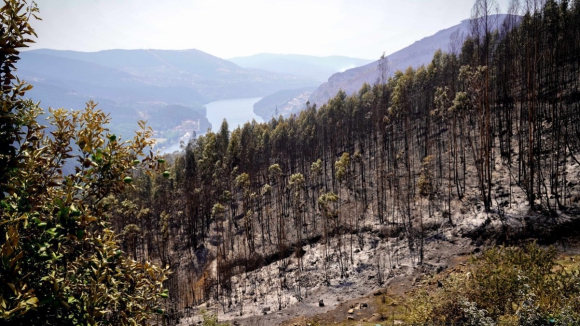Fogos consumiram este ano cerca de 75.000 hectares