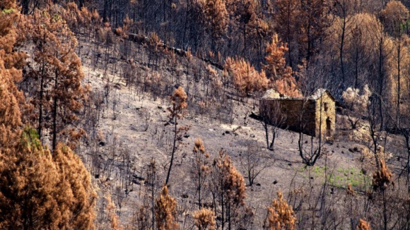 Autarca de Penedono diz que 90% do território verde está negro