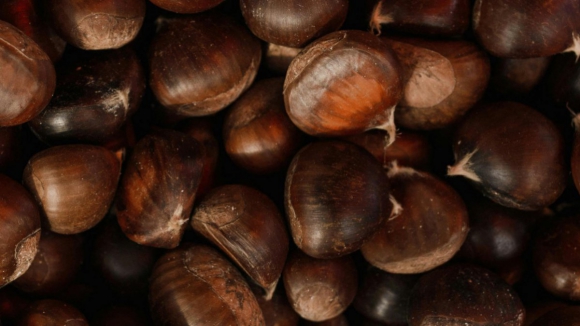 Castanha dos Soutos da Lapa em risco