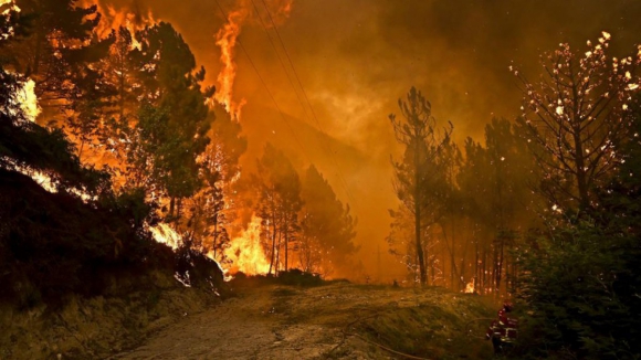 Florestas privadas t&ecirc;m mais probabilidade de ter fogos de gravidade elevada