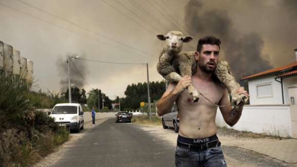 DGAV abre linha telef&oacute;nica para reportar necessidades de apoio aos animais