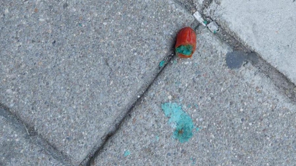 Salsichas envenenadas colocam animais em risco no Porto