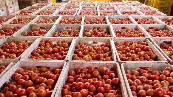 Portugal foi o terceiro maior produtor de tomate da UE em 2024