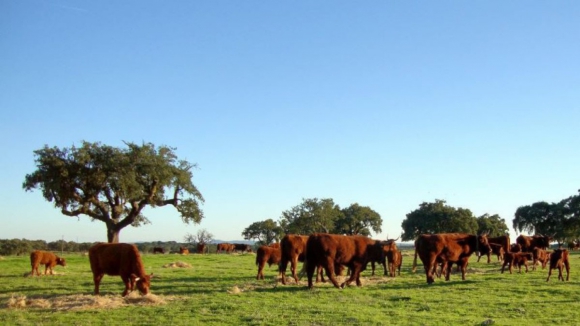Autarca de Ponte da Barca perde rapidez na recupera&ccedil;&atilde;o de pastagens