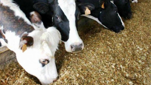 Isen&ccedil;&atilde;o de IVA das ra&ccedil;&otilde;es para apoiar agricultores poder&aacute; durar seis meses