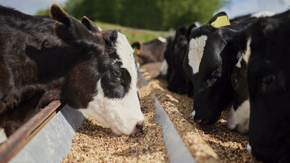 Fogo no Douro Internacional deixou pastores sem alimentos para o gado