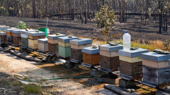 Fogo no Douro Internacional afetou mais de 3300 colmeias em tr&ecirc;s concelhos