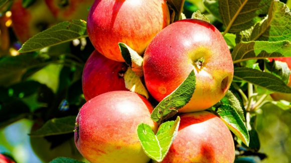 Muita chuva e calor fizeram cair 20% da produ&ccedil;&atilde;o de ma&ccedil;&atilde; em Carrazeda de Ansi&atilde;es