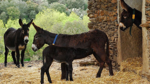 Naso acolhe a 6 de setembro Concurso Nacional da Ra&ccedil;a Asinina de Miranda