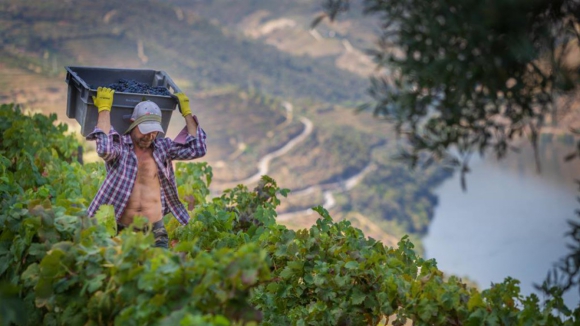 No Douro h&aacute; quem espere apoio do Governo e quem diga que chega em ano sem uvas