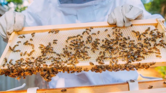 Ponte da Barca entrega 1.800 kg de alimento a apicultores afetados pelo fogo