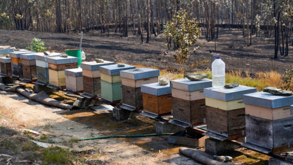 Organiza&ccedil;&atilde;o agr&iacute;cola de Odemira envia ajuda alimentar a apicultores do Norte e Centro