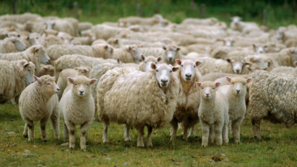 Pastor de Miranda do Douro queixa-se de ataque de lobo que matou 12 ovelhas