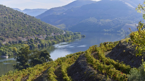 Presidente da Rep&uacute;blica promulga novo estatuto das denomina&ccedil;&otilde;es de origem do Douro