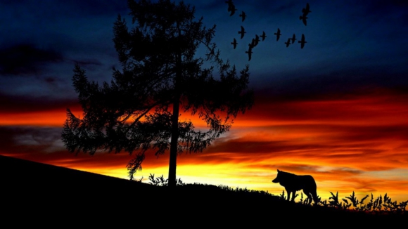 Falta de alimento leva lobos a atacar rebanhos perto das populações