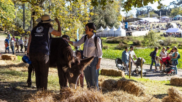 Festa do Outono regressa no fim de semana a Serralves com 150 atividades gratuitas
