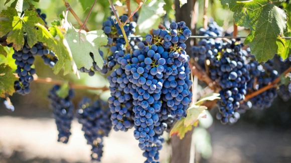 Vinha e adega s&atilde;o salas de aula para os alunos de Enologia da UTAD