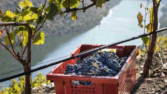 Apoio à uva para destilar para 2.024 viticultores do Douro num montante de 3,6 milhões de euros