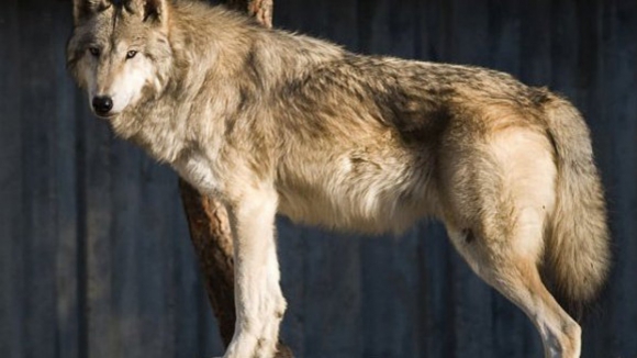 Lobos matam tr&ecirc;s ovelhas e deixam sete feridas em Vimioso