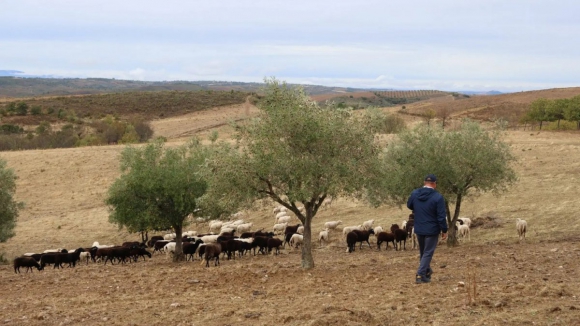 Pastores do Planalto Mirand&ecirc;s queixam-se que ataques de lobos s&atilde;o uma &ldquo;calamidade&rdquo;
