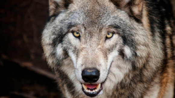 Lobos atacam no concelho de Miranda do Douro e matam sete ovinos