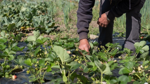 Primeiro-ministro assegura que agricultura vai continuar a ter fundos europeus necess&aacute;rios