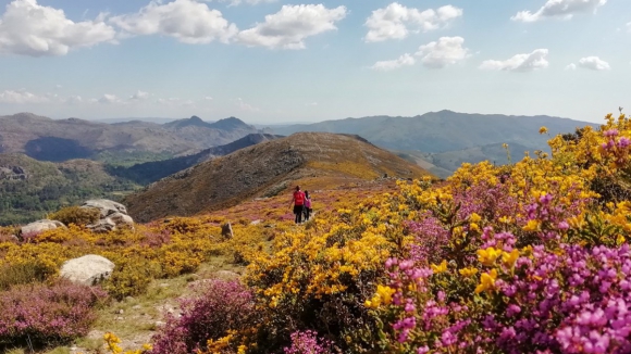 Mais de mil árvores vão fazer renascer das cinzas a Serra Amarela no Parque Peneda-Gerês