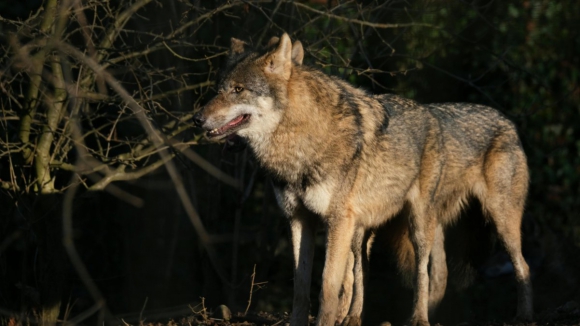 Governo rev&ecirc; prote&ccedil;&atilde;o do lobo ib&eacute;rico e atualiza indemniza&ccedil;&otilde;es por ataques
