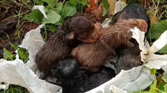 Idoso detido em Ponte de Lima por suspei&ccedil;&otilde;es de atirar ninhada de c&atilde;es rec&eacute;m-nascidos a um po&ccedil;o