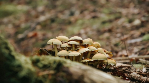 Ver&atilde;o seco atrasou o aparecimento de cogumelos no Nordeste Transmontano